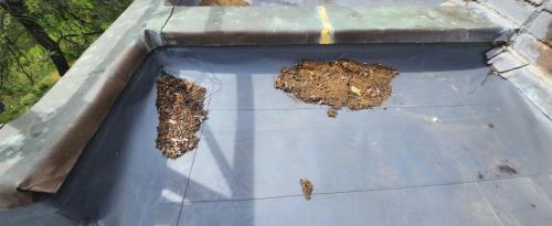 SouthCourtCambridge (4)